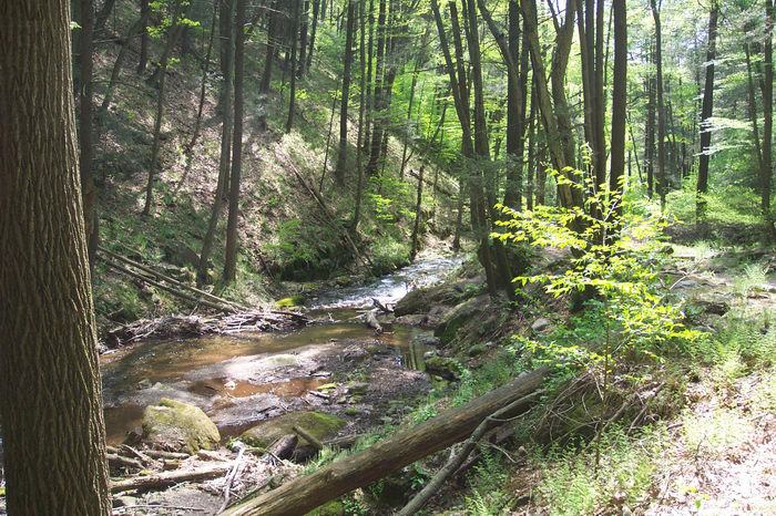 Hiking, Delaware Water Gap Recreation Area, 05.08, A, hike, at, the, Woods, Forest, h_q