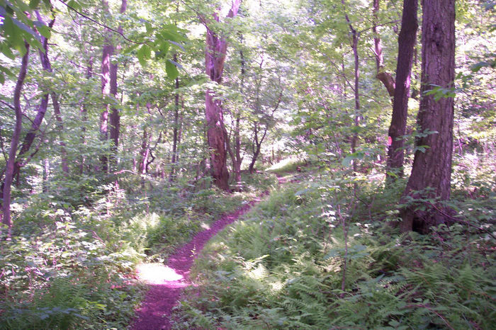 Hike, Round, Valley, Trails, Paths, Boardwalks, Woods, Forest, h_q