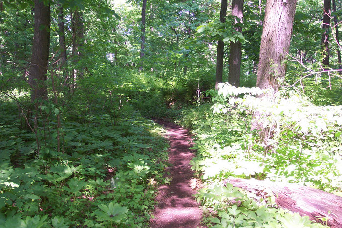 Hike, Round, Valley, Trails, Paths, Boardwalks, Woods, Forest, h_q