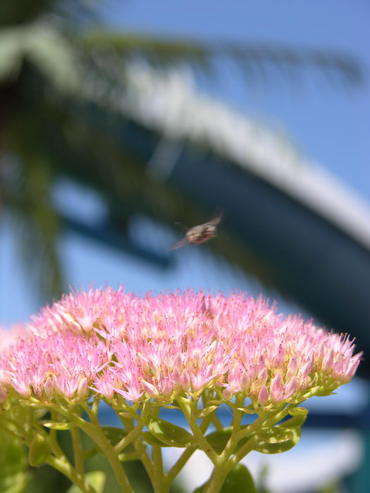Flower, Insects, Breakwater Beach