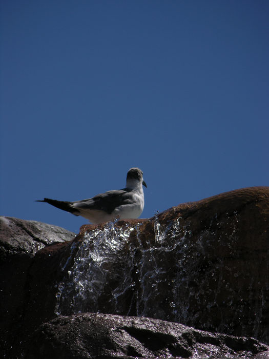 Birds, Breakwater Beach