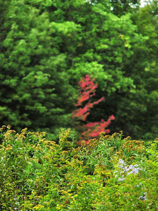 050925-n8700, Trip to the Catskills (Day Three), Catskill Forest Preserve