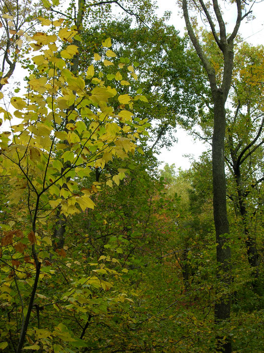 Delaware Water Gap Recreation Area, 051023-n8700, Fall, Colors
