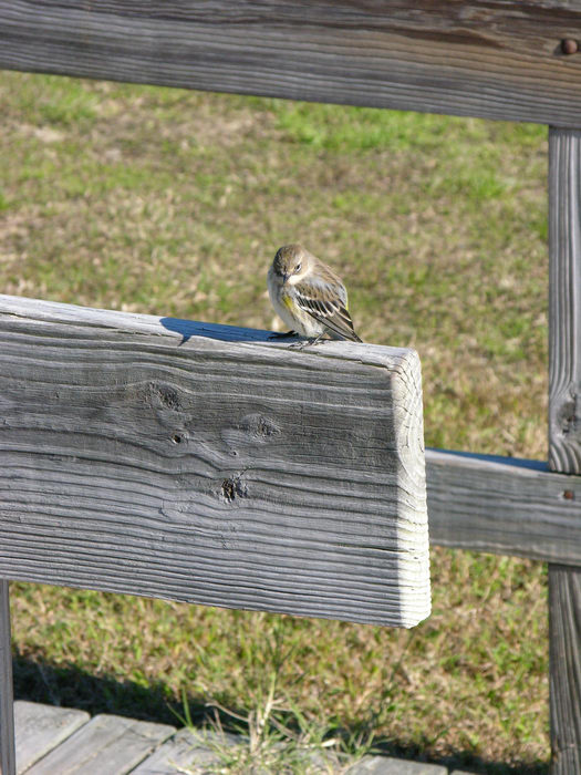 Birds, 051031-n8700, Cape, May, Point, State, Park