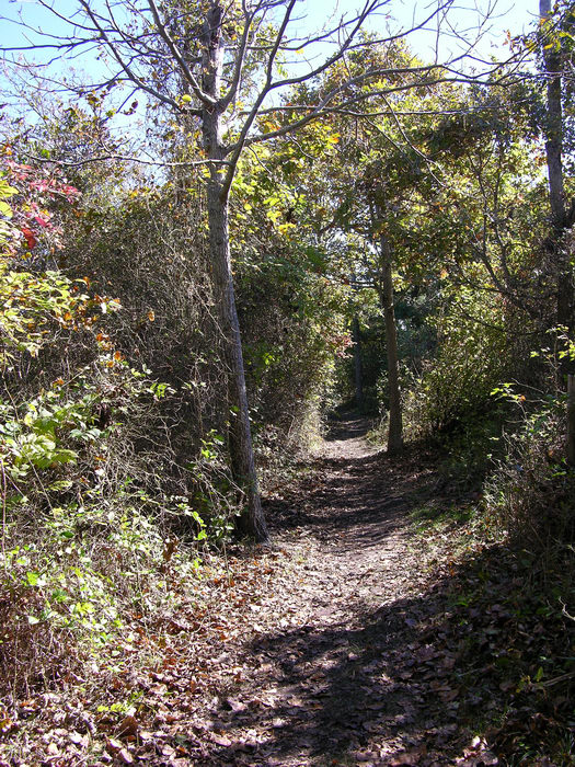 051031-n8700, Trails, Paths, Boardwalks, Cape, May, Point, State, Park