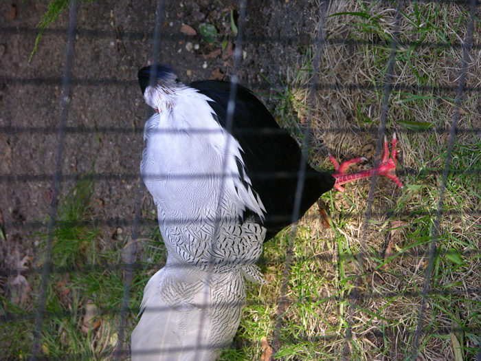 Birds, 051101-n8700, Cape, May, County, Park, and, Zoo