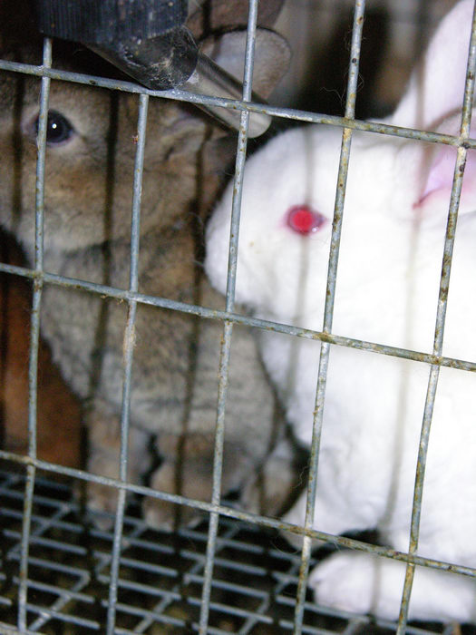 Rabbits, 051123-n8700