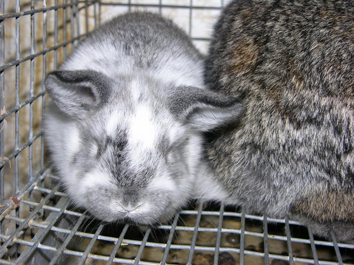 Rabbits, 051123-n8700