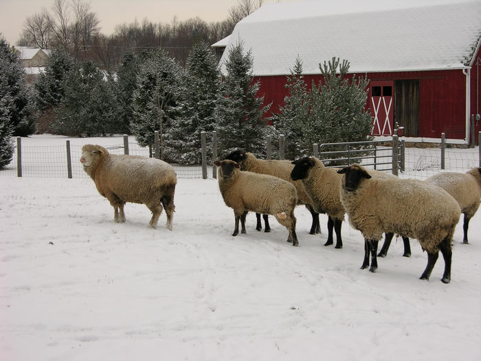 Farm, Animals, 051126-n8700, Farms, Barns, Snow, Ice