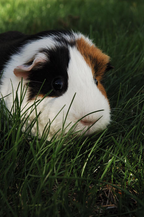 Guinea, Pig, Photo, Shoot, Pigs, Moms, House, Freehold, My, 0., GPs