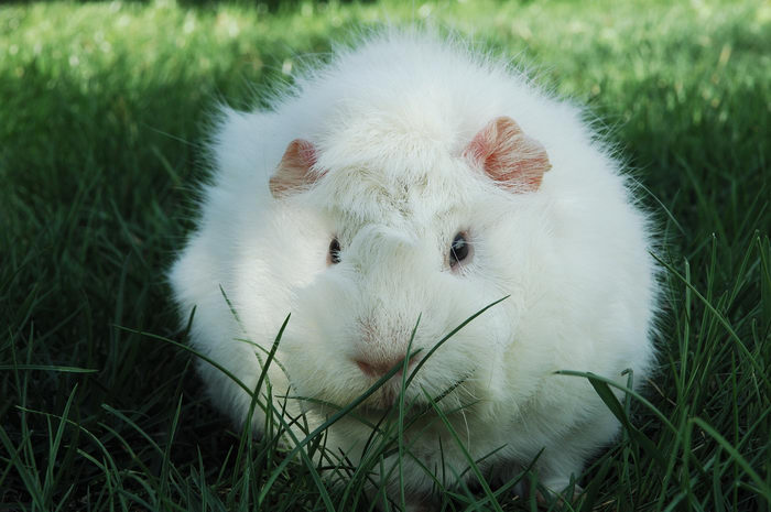 Guinea, Pig, Photo, Shoot, Pigs, Moms, House, Freehold, My, 0., GPs