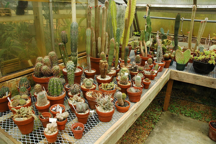 Deep, Cut, Gardens, !!, Cacti, Enjoying, some, MCParks, CAL00198