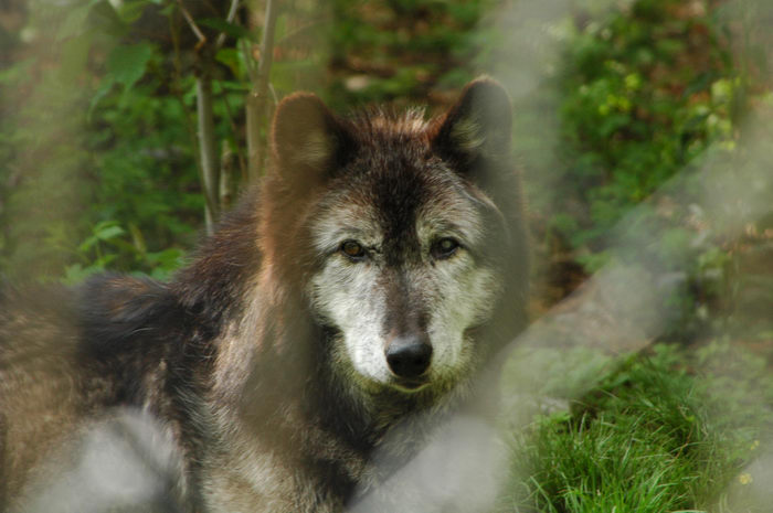 Lakota, Wolf, Preserve, Zoo, Type, Animals, (), Camping, with, Christine,