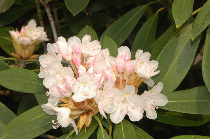 Flower, Wawayanda State Park, Paddling, with, Jaimi,