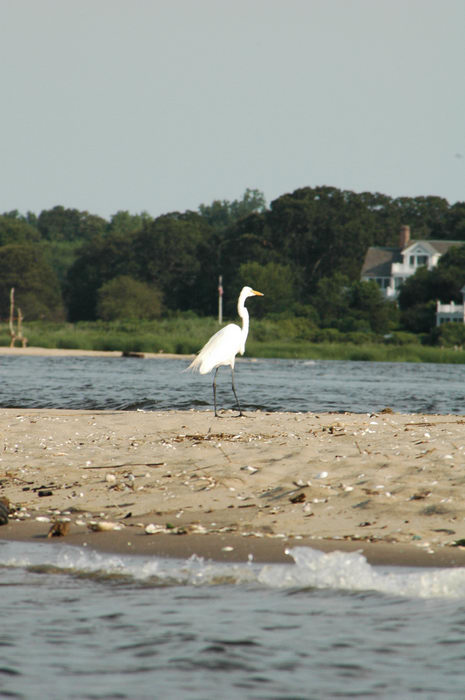 Birds, Beachs, Dunes, Water, Ponds, Lakes, General, Navesink River, More, paddling, on, the,