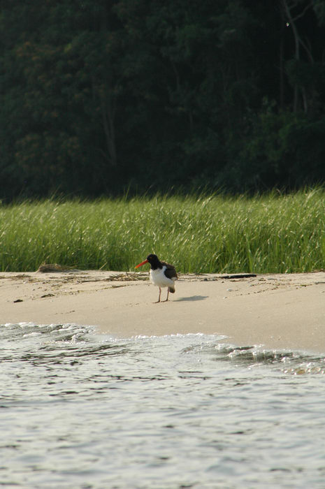 Birds, Beachs, Dunes, Water, Ponds, Lakes, General, Navesink River, More, paddling, on, the,