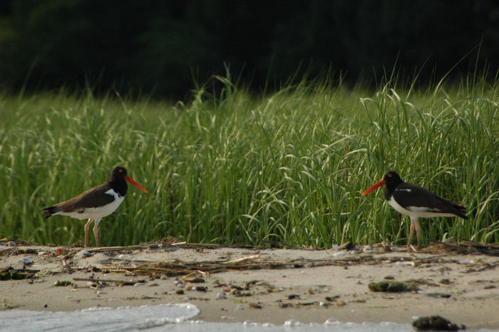 Birds, Beachs, Dunes, Navesink River, More, paddling, on, the,