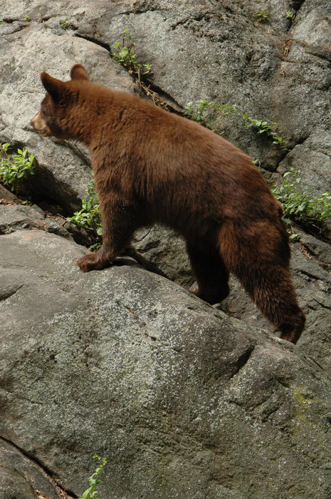 060708, A, trip, to, Bear, Mtn, and, the, Palisades, Zoo, Type, Animals, Mountain, State, Park