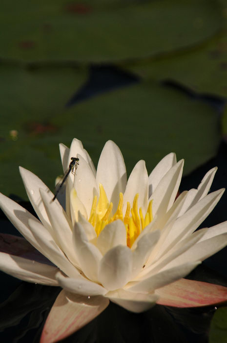 Flower, Insects, Manasquan Reservoir, NJ, Lillies, and, birds, at, the, Man, Res, ()