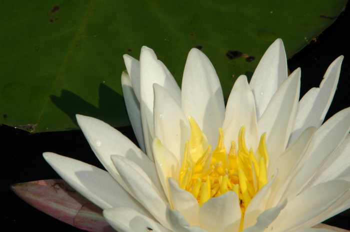 Flower, Manasquan Reservoir, NJ, Lillies, and, birds, at, the, Man, Res, ()