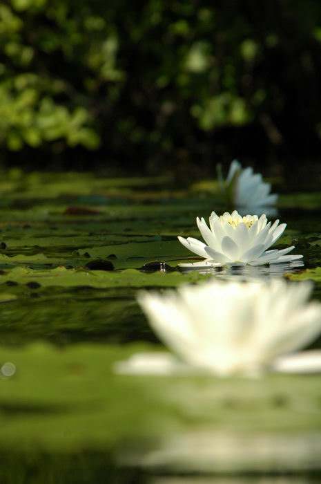 Flower, Manasquan Reservoir, NJ, Lillies, and, birds, at, the, Man, Res, ()