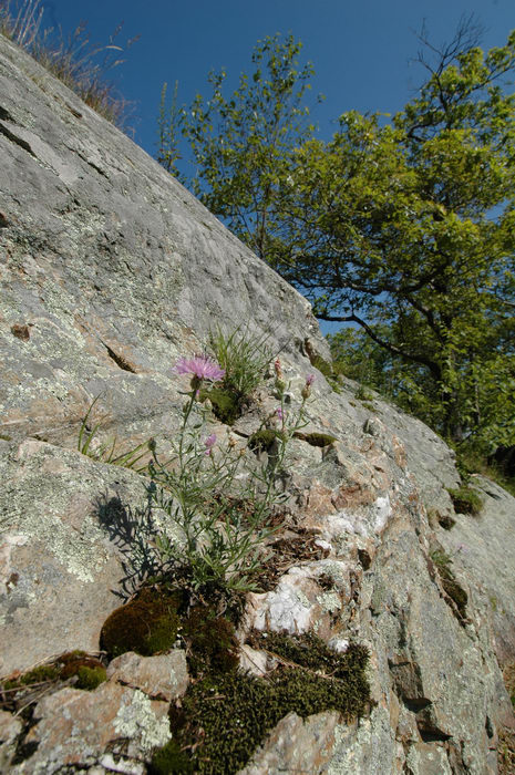 Flower, High Point, Rocks, Rock, formations, Hangin, at, and, a, waterfall,