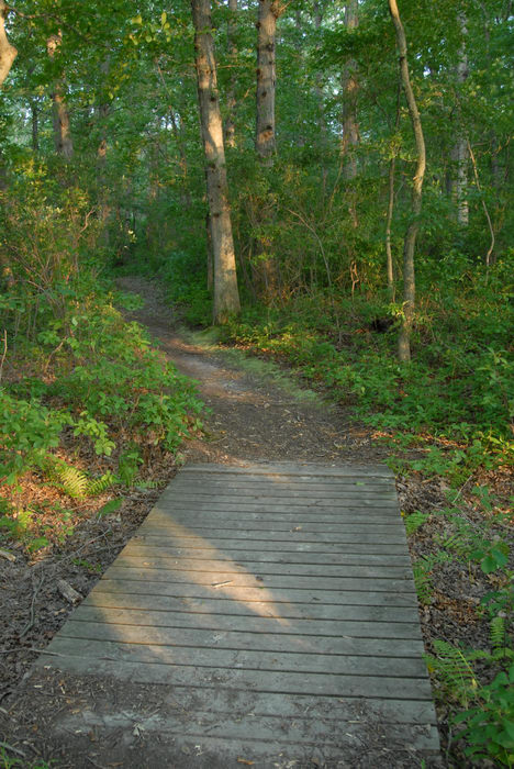 Trails, Paths, Boardwalks, Turkey, Swamp, Park, (LOC00097, NJ, CP), A, walk, through,