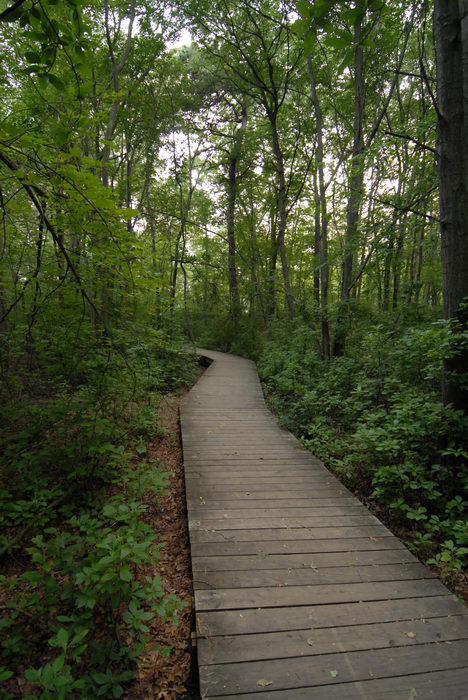 Trails, Paths, Boardwalks, Turkey, Swamp, Park, (LOC00097, NJ, CP), A, walk, through,