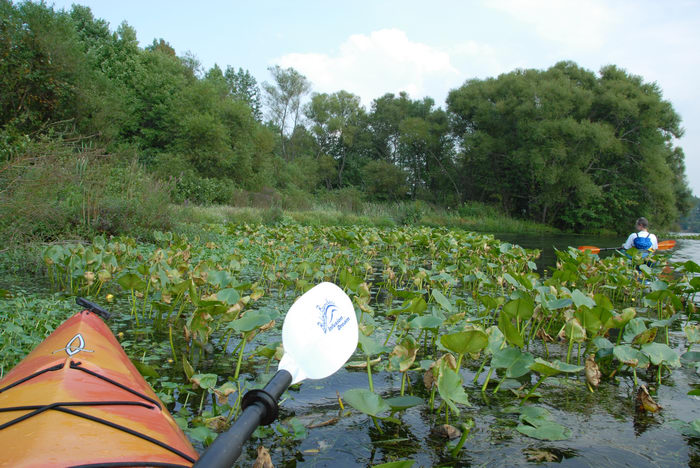 Assunpink Wildlife Management Area, Kayaking, Paddling, Boating, Marsh, Swamp, this, weekend,