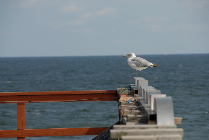Birds, Hanging, In, Seaside, Casino Pier