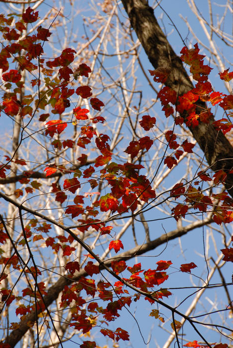 Fall, Colors, 061013-15, Camping, in, Voorhees, SP, Vorhees, State, Park, (LOC00117, NJ, SP)