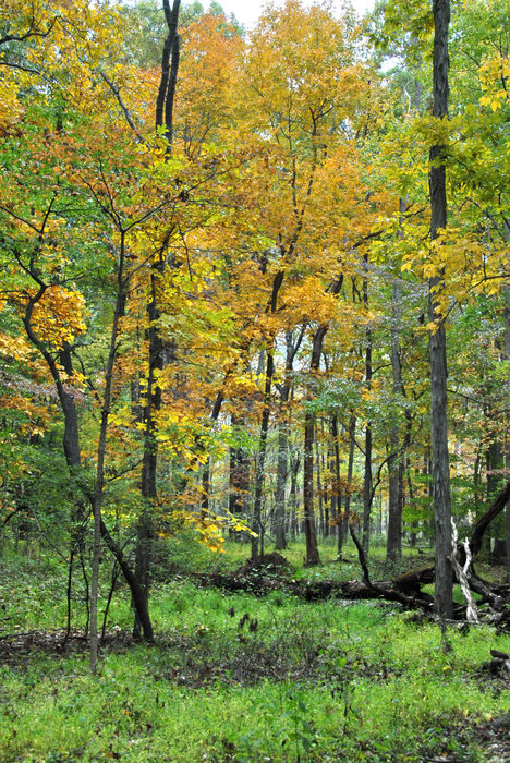Woods, Forest, h_q, Fall, Colors, Washington, Crossing, (LOC00118, NJ, SP), A, walk, through, Washingtons,