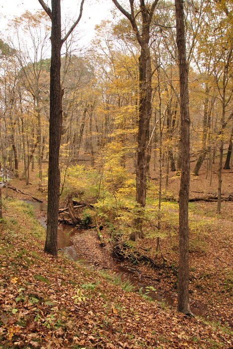 Woods, Forest, h_q, Fall, Colors, Washington, Crossing, (LOC00118, NJ, SP), A, walk, through, Washingtons,