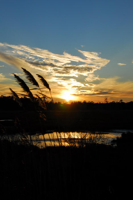 Sunsets, Cattus, Island, (LOC00039, NJ, CP), Marsh, Swamp, Walkin