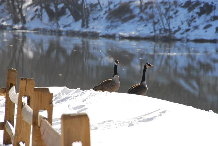 Birds, Delaware Water Gap Recreation Area, Rivers, Streams, Snow, Ice, A, snowy, walk, through, the