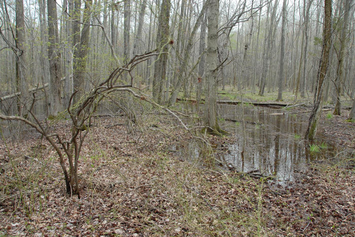 Mercer County Park (NJ), Marsh, Swamp, SMARTs, April, Trail, Day