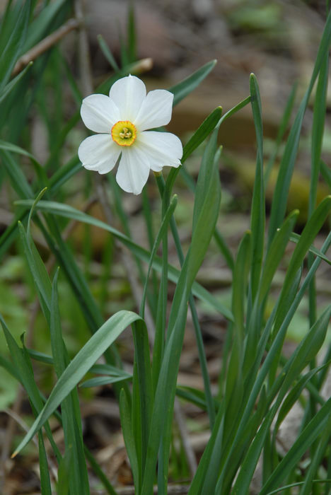 Flower, Mercer County Park (NJ), SMARTs, April, Trail, Day