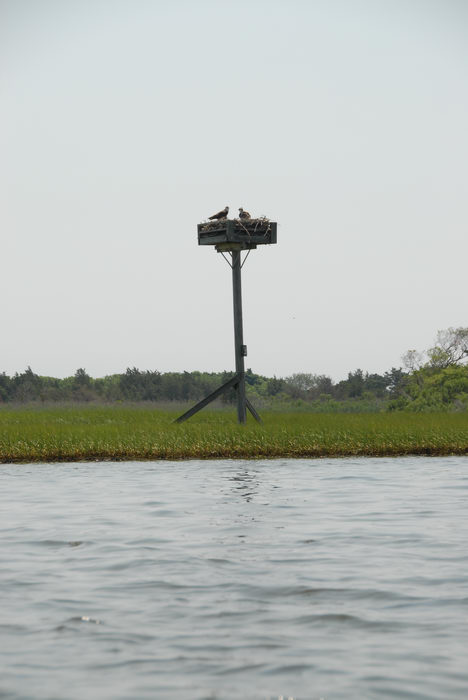Birds, Sedge Islands (NJ), Paddling, with, Rob, in, the