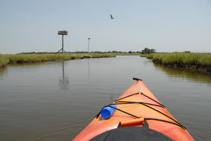 Birds, Kayaking, Paddling, Boating, Sedge Islands (NJ), with, Rob, in, the