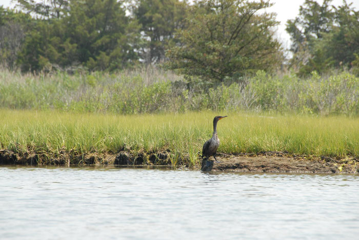 Birds, Sedge Islands (NJ), Paddling, with, Rob, in, the