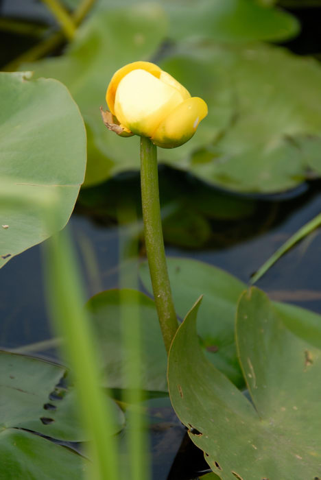 Flower, Marsh, Swamp, Forge Pond (NJ), Paddling, with, Rob, in