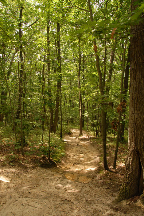 Trails Paths Boardwalks , Woods Forest h_q, Hartshorne County Park, Middletown, NJ, 070721 Quick bike with Rob at Ho