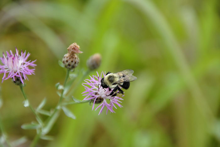 Round Valley Recreation Area, bumble bee, flower, green, insect