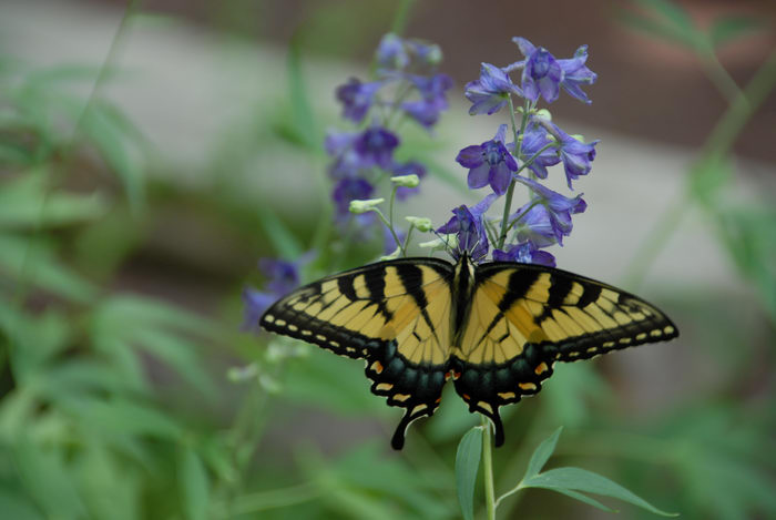 Bowman's Hill Wildflower Preserve, butterfly, flower