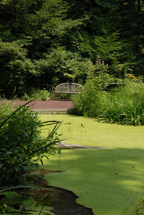 Hill Wildflower Preserve, algae, bench, pond, trees, woods