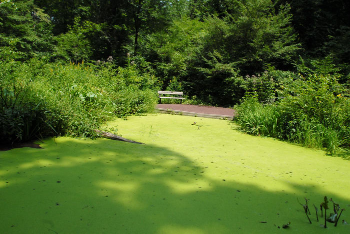 Hill Wildflower Preserve, algae, pond, trails
