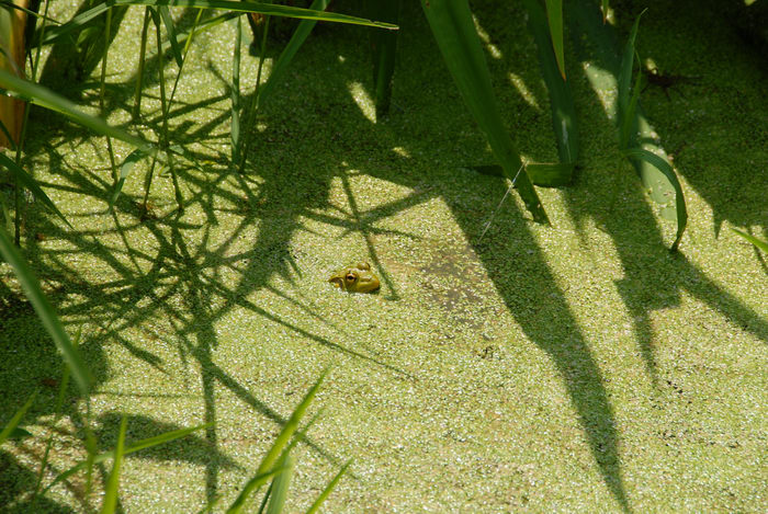 Hill Wildflower Preserve, algae, frog, pond