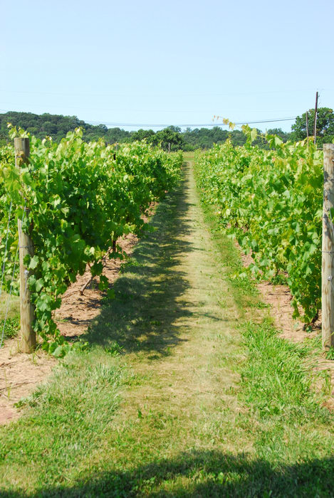 grape vine, vineyard