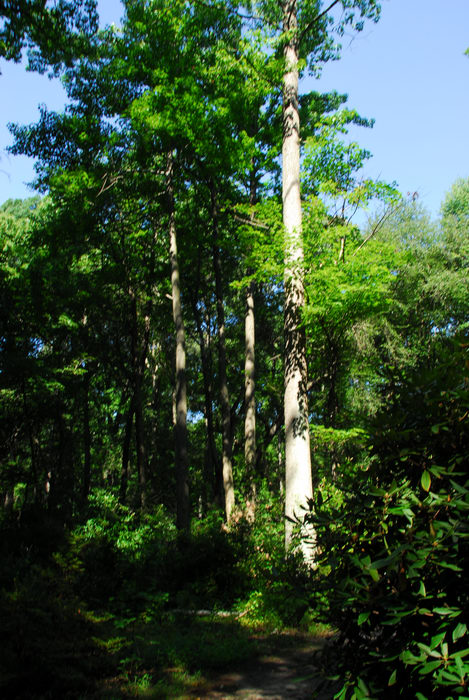 path, tree, woods