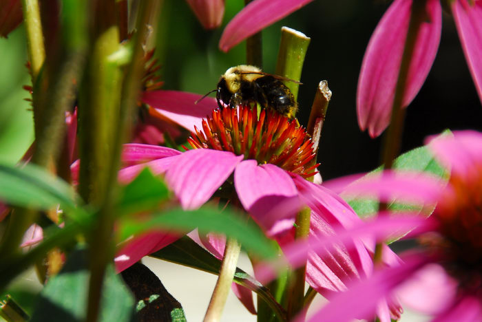 bumble bee, flower, insect